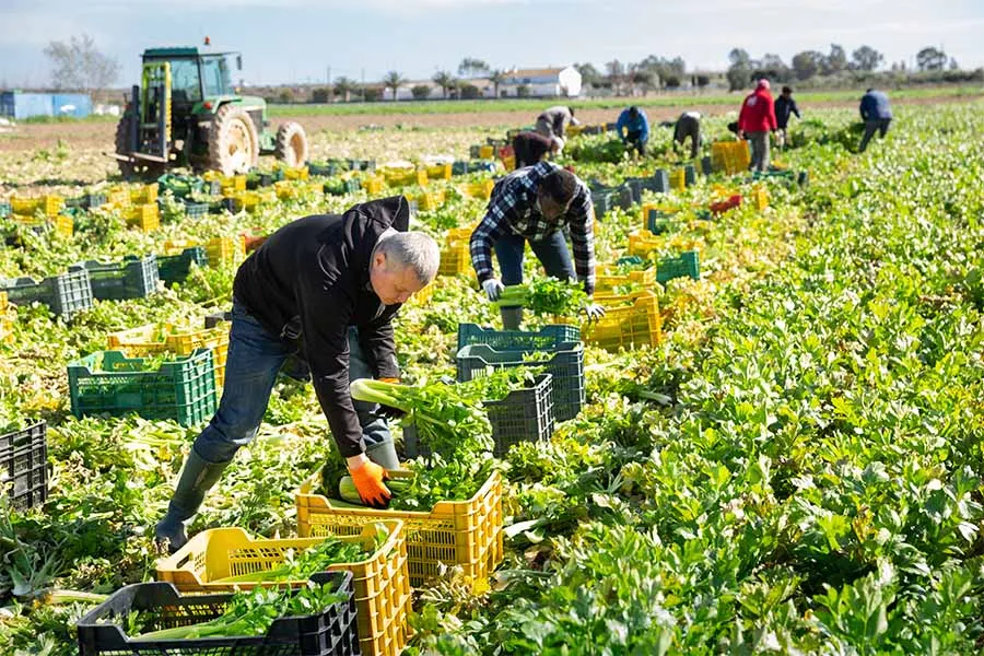 Workers picking crops