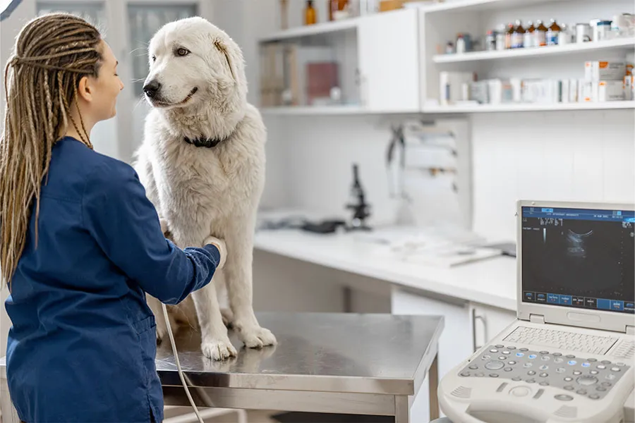 Vet tech examining white dog on table in office.
