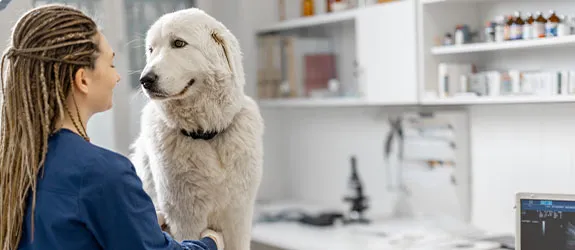 A vet gives a dog on a checkup.