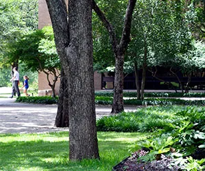 Trees and flowers on the Cedar Valley Campus