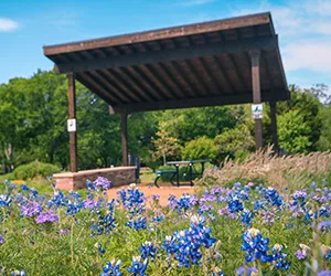 A garden on the Brookhaven campus with bluebonnets and a small covered seating area in the background