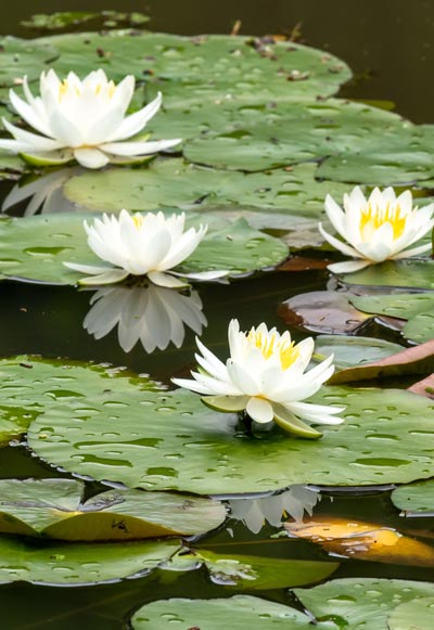 White water lilies with yellow centers float on a pond, surrounded by large, green lily pads